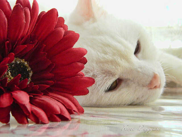 2024国际乒联混合团体世界杯：Chinese Taipei再创佳绩，2020国际乒联赛