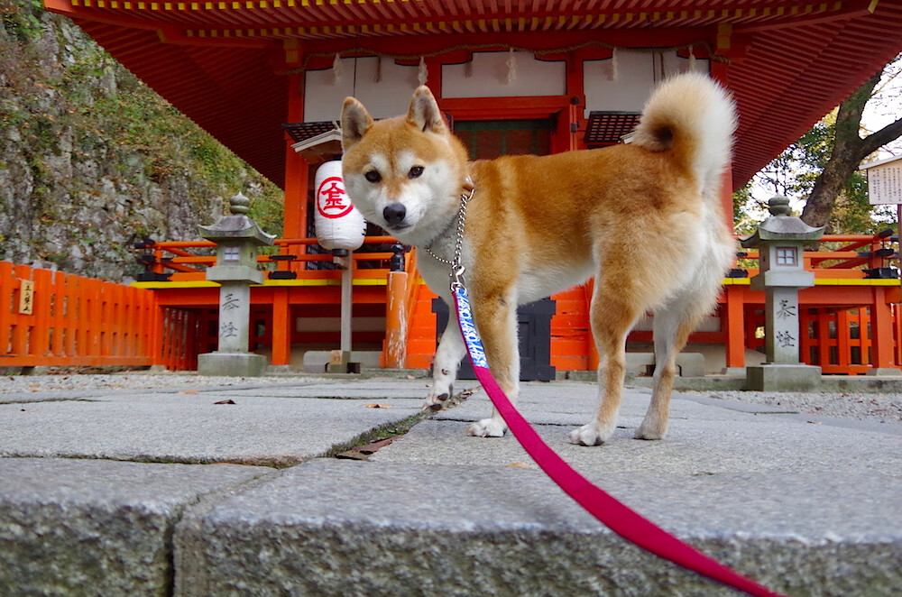 乐鱼官方登录入口-“东安湖体育公园铁人三项赛：泳池到跑道，决战全程”