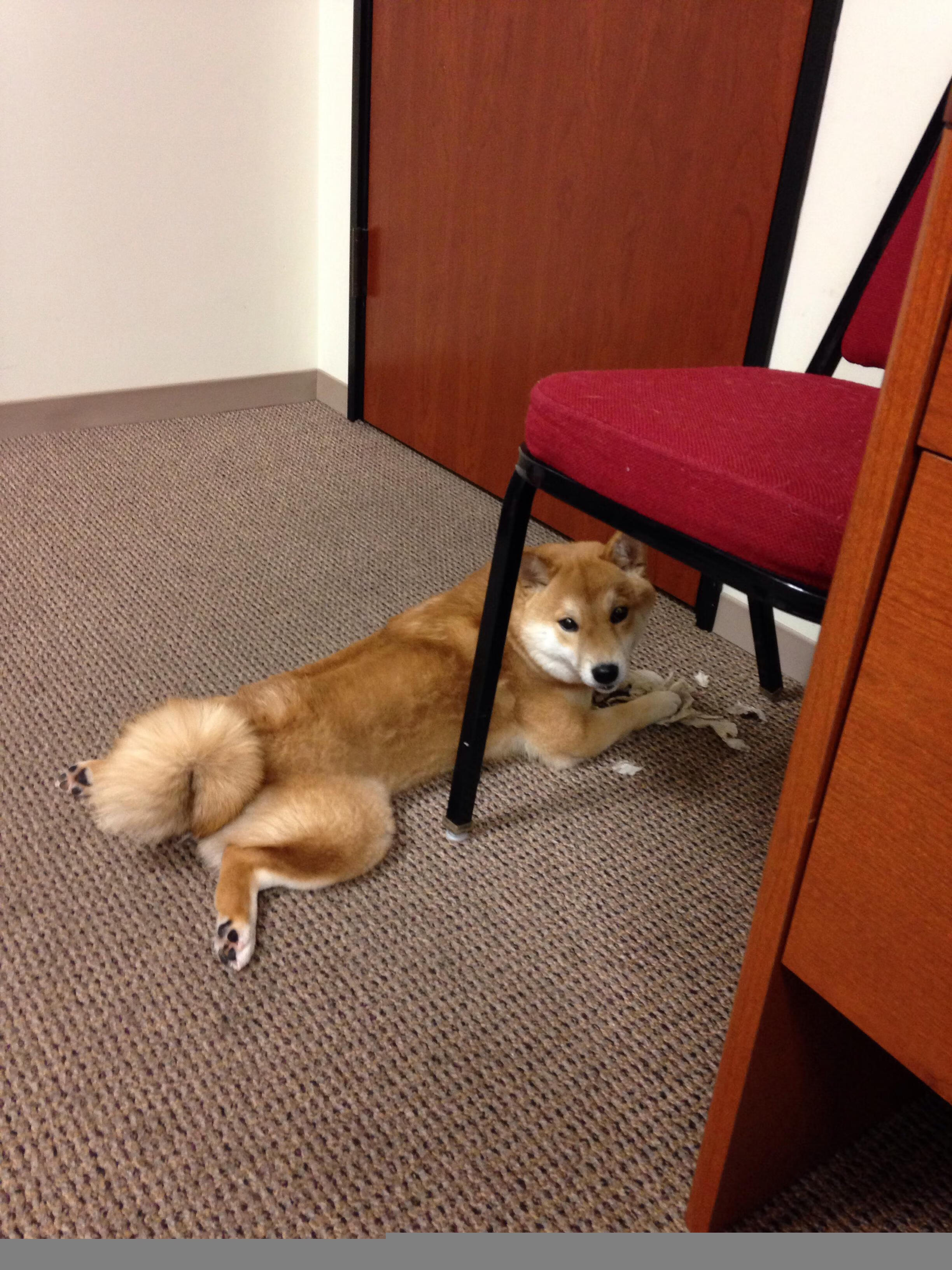 乐鱼电竞在线平台登录入口-亚洲游泳锦标赛开幕 中国选手首日三金，亚洲游泳冠军名单