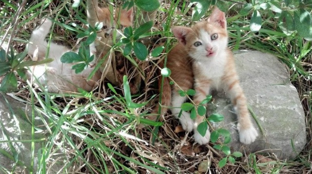 新疆男篮多点发力通过整体配合赢得胜利，新疆男篮好消息