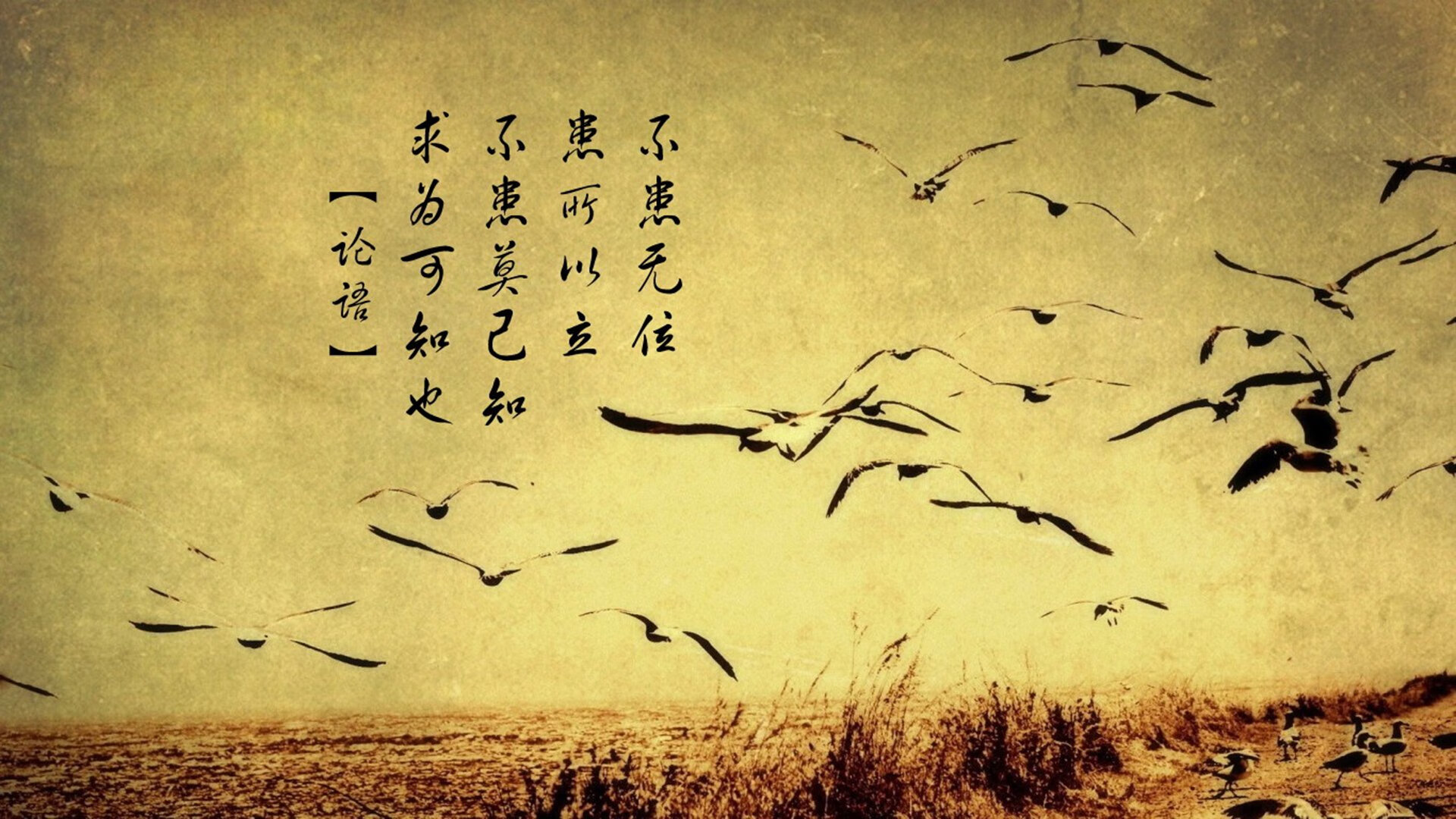 乐鱼娱乐app-谢菲联争议换人引发战术反弹，谢菲agfm