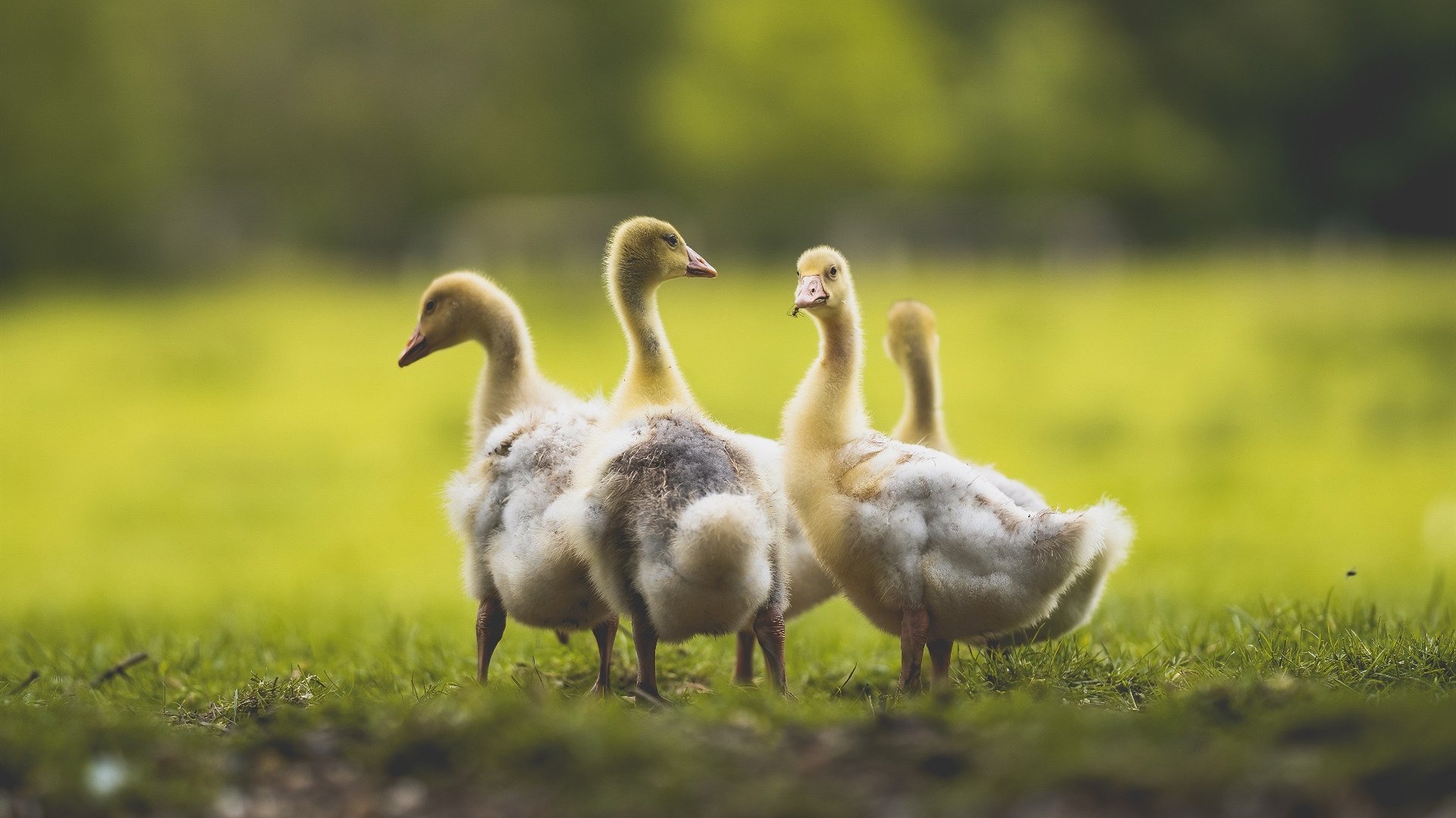 世界杯巅峰对决:策略、技术齐飞!,世界杯巅峰之战