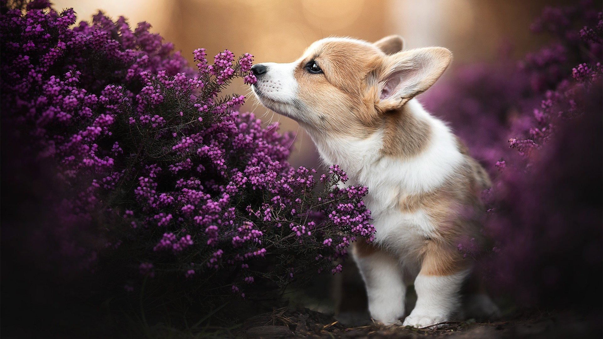 中国篮球推动青训体系标准化促进人才培养，中国青少年篮球训练大纲内容