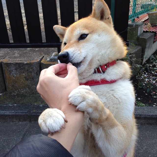 中国足球鼓励高水平退役球员进入青训体系传承经验,退役足球运动员现状