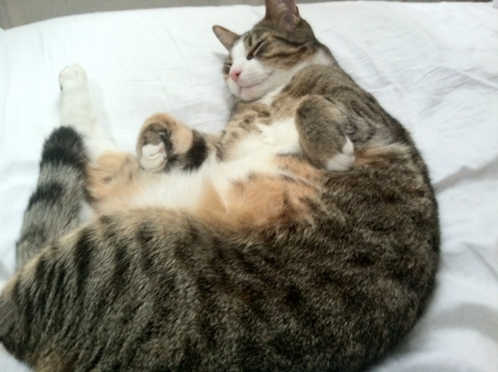 leyu乐鱼在线登录入口-哈萨克斯坦女篮在欧洲预赛中表现优异，冲击奥运