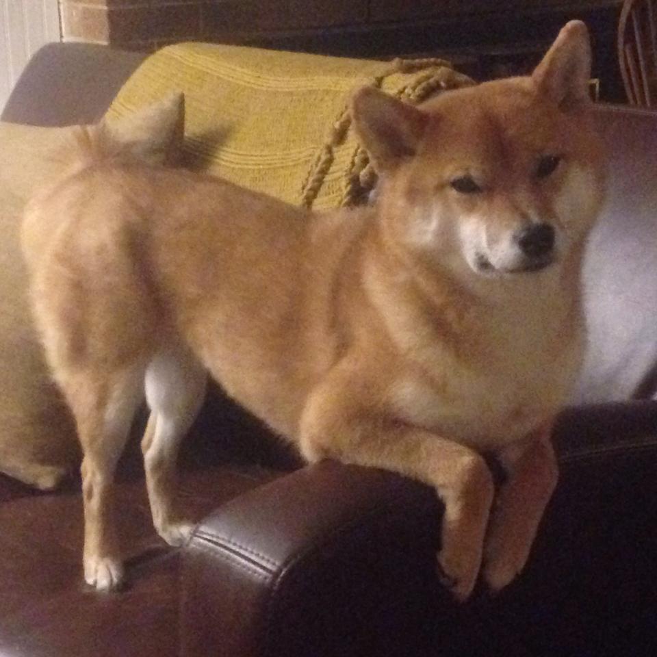 哈萨克斯坦女篮在欧洲预赛中表现优异,冲击奥运