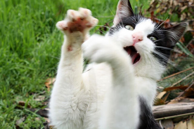 女子篮球国家队增加高强度对抗训练适应国际节奏，女子篮球国家队怎么进