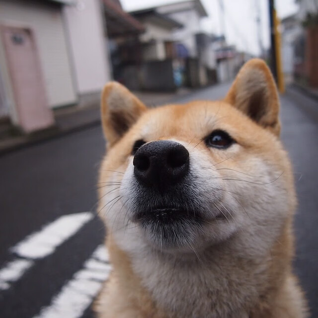 女子篮球国家队增加高强度对抗训练适应国际节奏，女子篮球国家队怎么进
