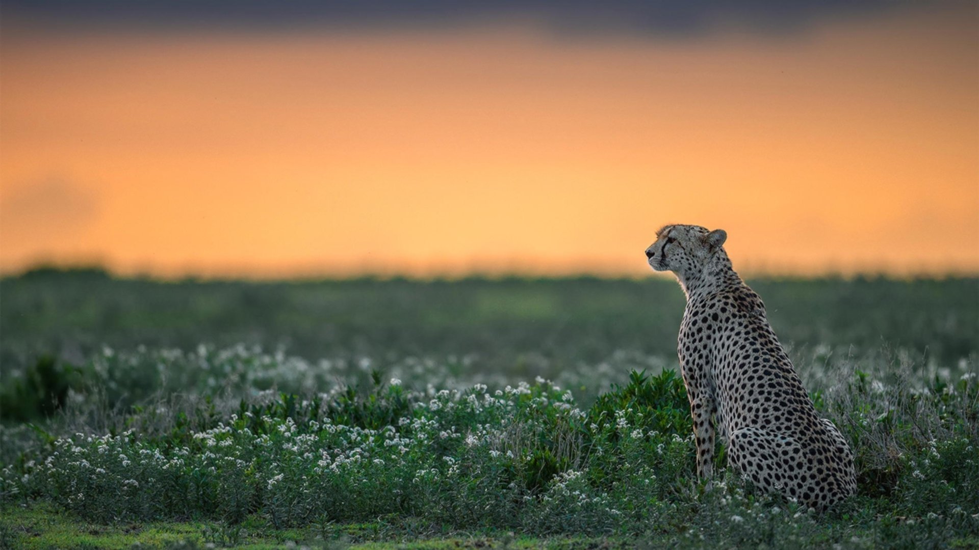 尼尔·巴特尔与队友默契配合，共同筑起袋鼠队坚实防线，尼尔巴特莱特