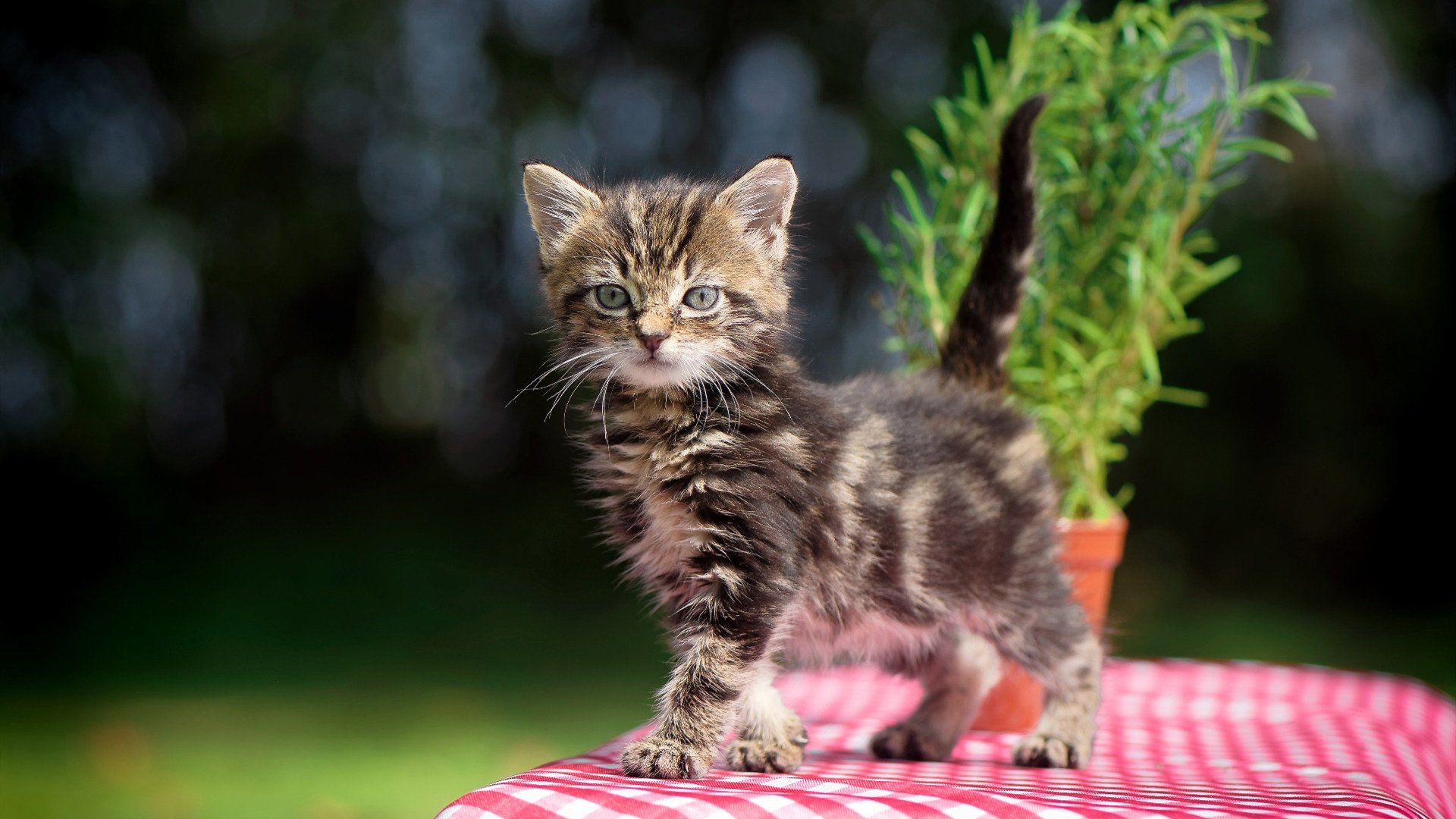 帕特森的快速突破与精准传球，助袋鼠队进攻更加锐利，帕特森拳王