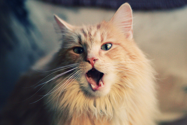 德甲速度激增：攻守瞬间，精彩纷呈！，德甲规律