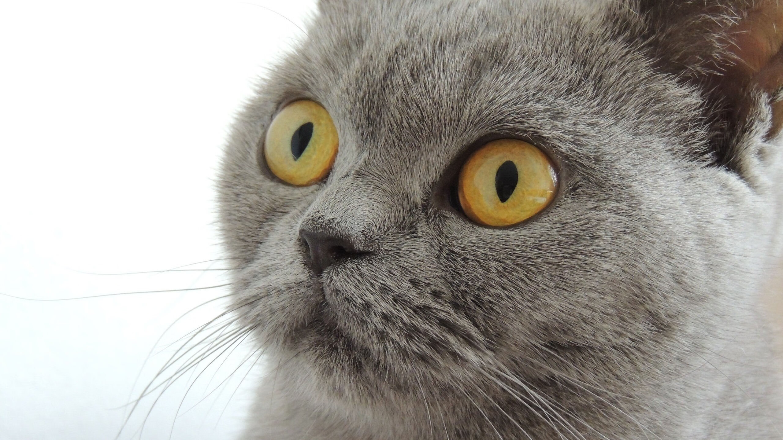 足球青训营发展动态,足球青训营发展动态分析